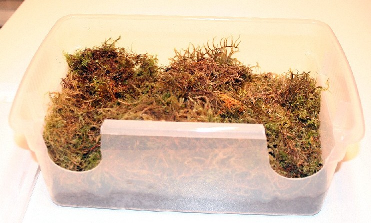 Beautiful view of Feeding Schedule For Mature Brazilian Rainbow Boa Breeding Program